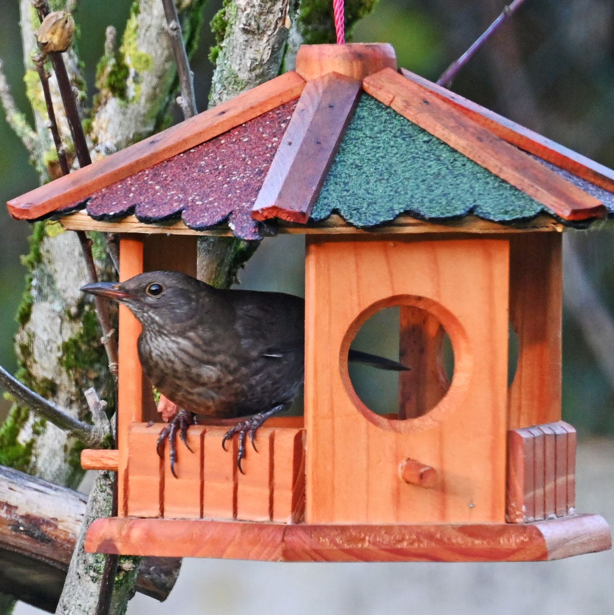 Futterhäuschen müssen regelmäßig gereinigt werden.  (Archivbild)  - Foto: Peter Zschunke/dpa-Zentralbild/dpa