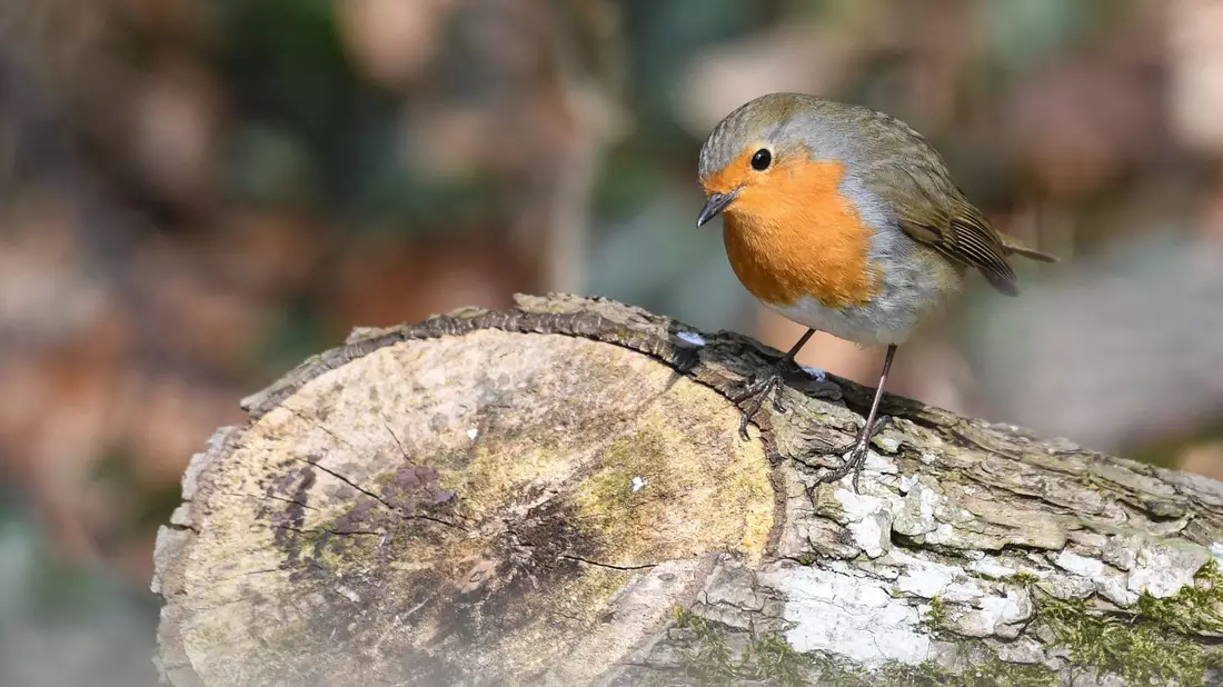 Naturnahe Futterquellen sind wichtig für Vögel wie Rotkehlchen. (Archivbild)  - Bild: Felix Kästle/dpa