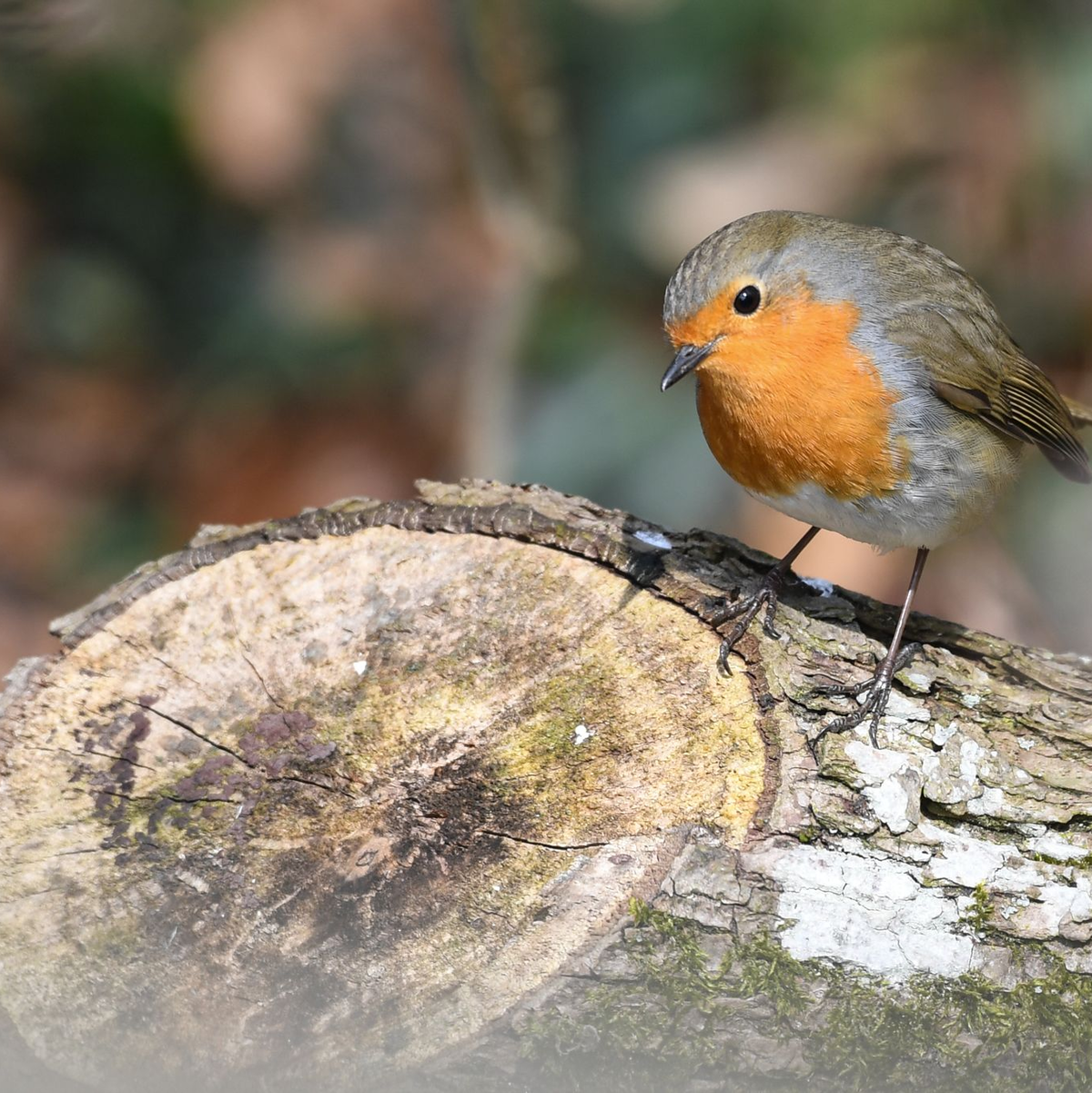 Naturnahe Futterquellen sind wichtig für Vögel wie Rotkehlchen. (Archivbild)  - Foto: Felix Kästle/dpa