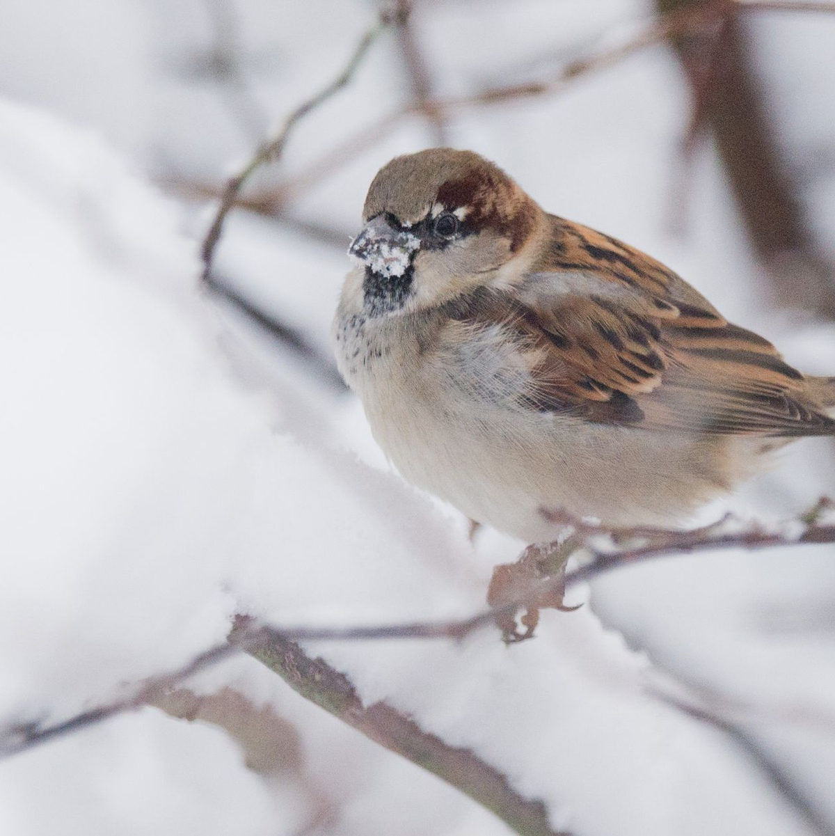 Der Haussperling ist der derzeit meist gesichtete Wintervogel in Deutschland, obwohl er dieses Jahr deutlich weniger gezählt wurde als 2024. (Archivbild) - Foto: Julian Stratenschulte/dpa