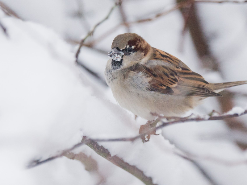 Der Haussperling ist der derzeit meist gesichtete Wintervogel in Deutschland, obwohl er dieses Jahr deutlich weniger gezählt wurde als 2024. (Archivbild) - Foto: Julian Stratenschulte/dpa