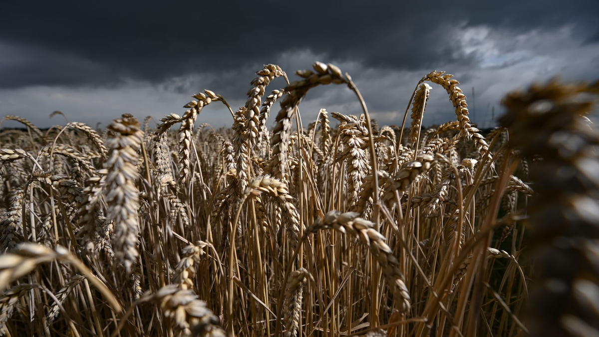 Die Getreideernte für das nächste Jahr ist vorbereitet (Archivbild) - Foto: Arne Dedert/dpa