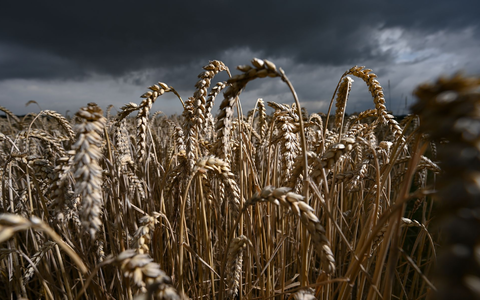 Die Getreideernte für das nächste Jahr ist vorbereitet (Archivbild) - Foto: Arne Dedert/dpa