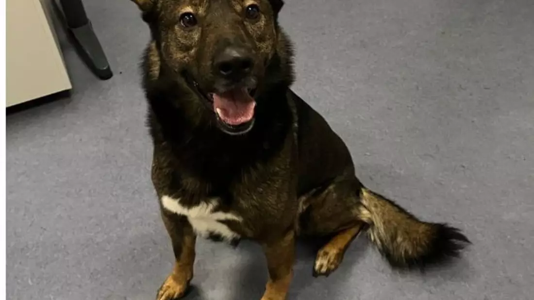POL-DU: Hamborn: Hund Benji stellt sich - Besitzerin erleichtert - Bild: presseportal.de