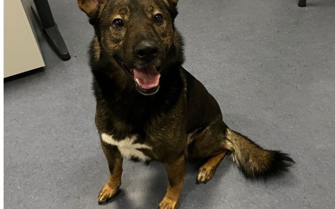 POL-DU: Hamborn: Hund Benji stellt sich - Besitzerin erleichtert - Foto: presseportal.de