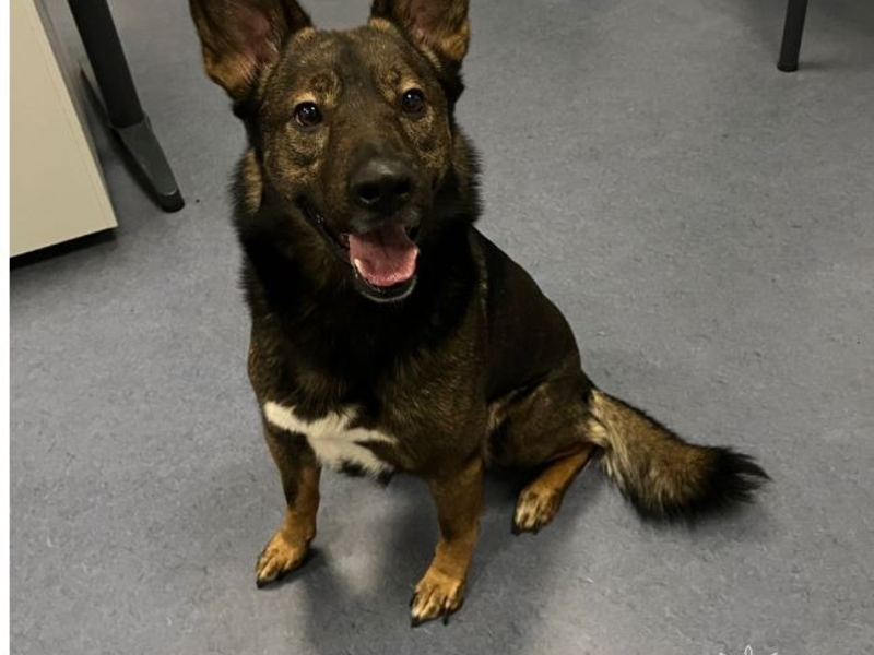 POL-DU: Hamborn: Hund Benji stellt sich - Besitzerin erleichtert - Foto: presseportal.de