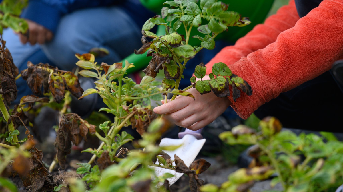 Wissenschaftsjournalist Harald Lesch und Erziehungswissenschaftler Klaus Zierer fordern, dass jede Schule in Deutschland einen Schulgarten haben sollte. (Symbolbild) - Foto: Klaus-Dietmar Gabbert/dpa/ZB