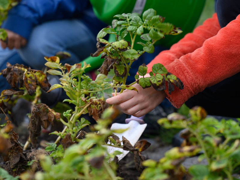 Wissenschaftsjournalist Harald Lesch und Erziehungswissenschaftler Klaus Zierer fordern, dass jede Schule in Deutschland einen Schulgarten haben sollte. (Symbolbild) - Foto: Klaus-Dietmar Gabbert/dpa/ZB