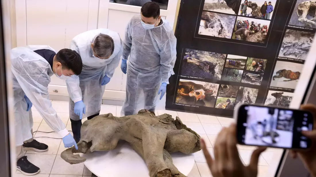 Die Überreste des von Dorfbewohnern in Sibirien entdeckten Mammut-Babys sind nach Forscherangaben außergewöhnlich gut erhalten. - Bild: Michil Yakovlev/Mammoth Museum at the Russian North-Eastern Federal University telegram channel/AP/dpa