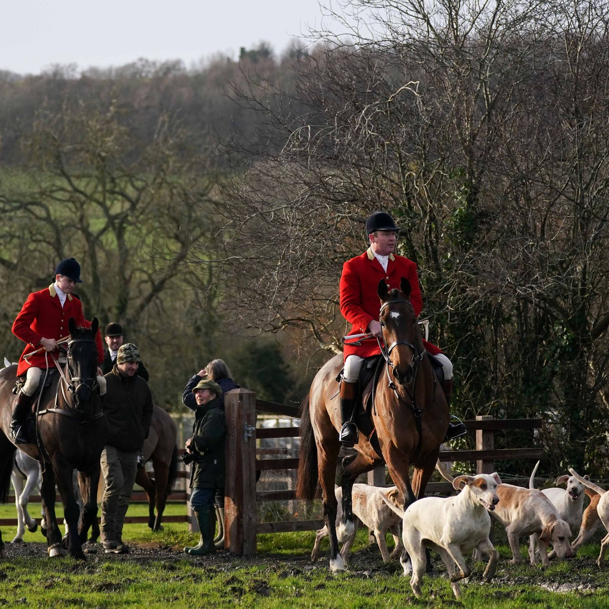 Fuchsjagd in England: Harmlose Tradition oder blutrünstiges Spektakel? (Archivbild) - Foto: Jacob King/PA Wire/dpa
