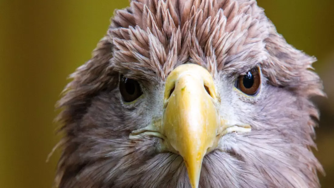 Der größte europäische Greifvogel, der Seeadler, war einst in vielen Ländern Europas ausgerottet. Nun leben in Deutschland wieder mehr als 1.000 Brutpaare. (Archivbild) - Bild: Jens Büttner/dpa