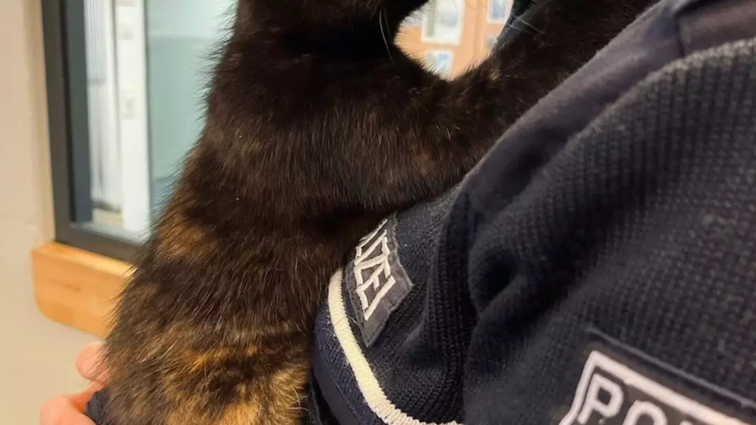 POL-HA: Katze in Altenhagen ausgesetzt - Jugendlicher findet Tier in Hauseingang - Bild: presseportal.de