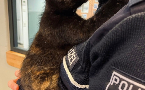 POL-HA: Katze in Altenhagen ausgesetzt - Jugendlicher findet Tier in Hauseingang - Foto: presseportal.de