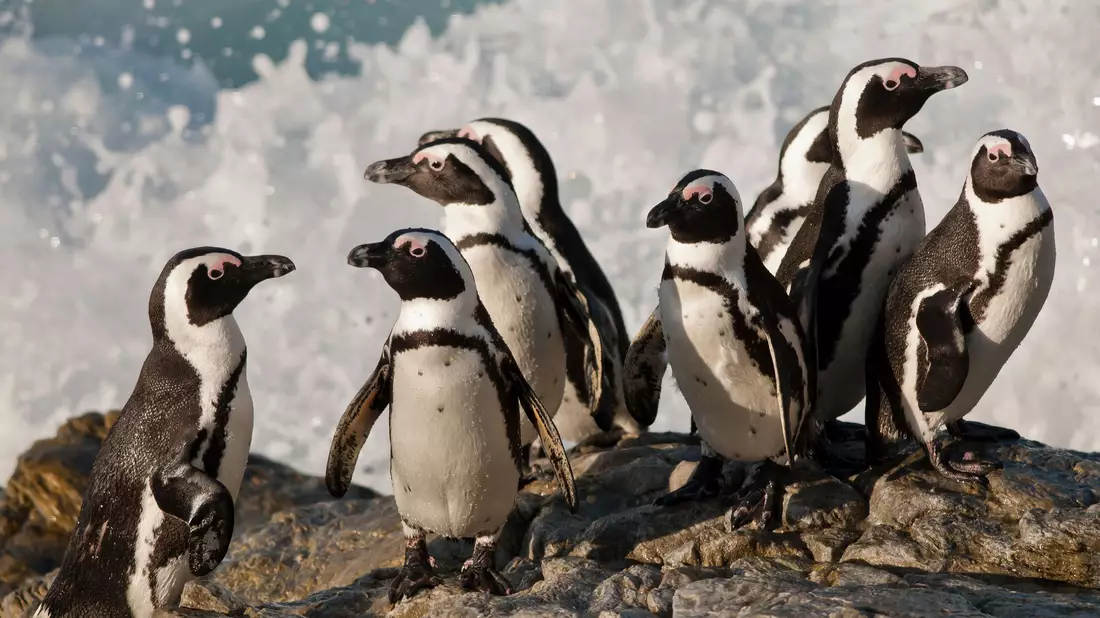 Die afrikanischen Brillenpinguine werden seit diesem Jahr als „vom Aussterben bedroht“ eingestuft. (Handout) - Bild: Peter Chadwick/WWF/dpa