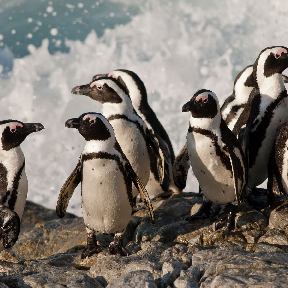 Die afrikanischen Brillenpinguine werden seit diesem Jahr als „vom Aussterben bedroht“ eingestuft. (Handout) - Foto: Peter Chadwick/WWF/dpa