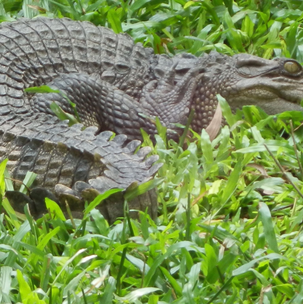 Im Sommer 2024 haben Ranger in einem kambodschanischen Schutzgebiet über 100 Eier des vom Aussterben bedrohten Siam-Krokodils entdeckt. (Handout) - Foto: Franko Petri/WWF/dpa