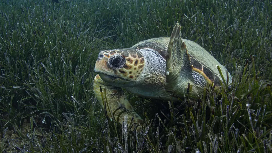 Die Population der Unechten Karettschildkröte erholt sich im Mittelmeer. (Handout) - Bild: Philipp Kanstinger/WWF/dpa