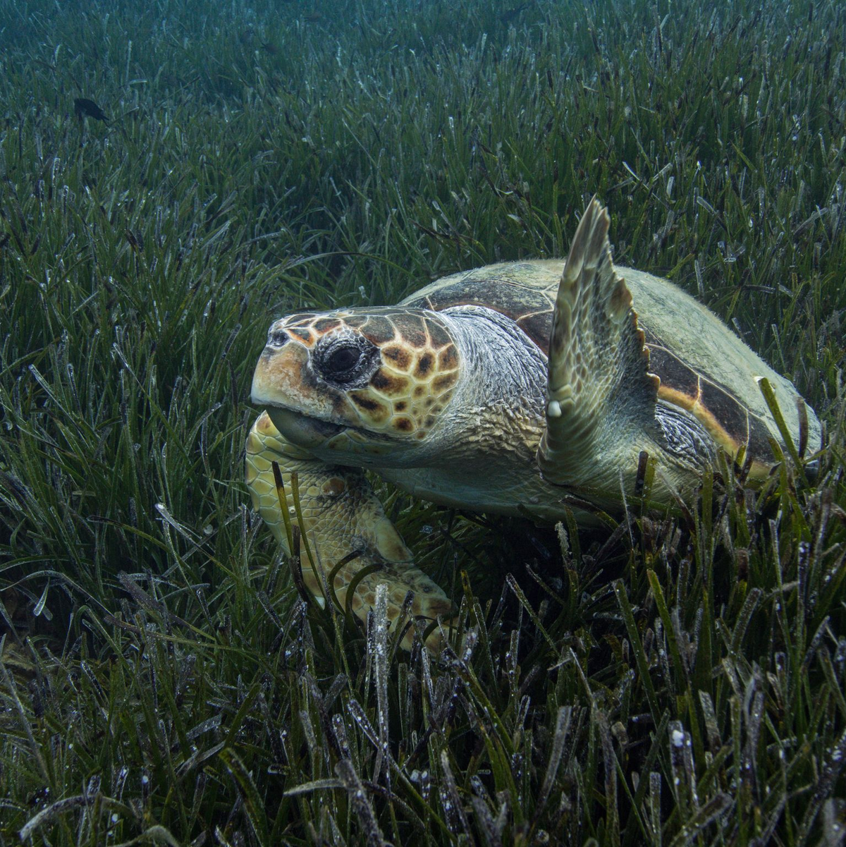 Die Population der Unechten Karettschildkröte erholt sich im Mittelmeer. (Handout) - Foto: Philipp Kanstinger/WWF/dpa