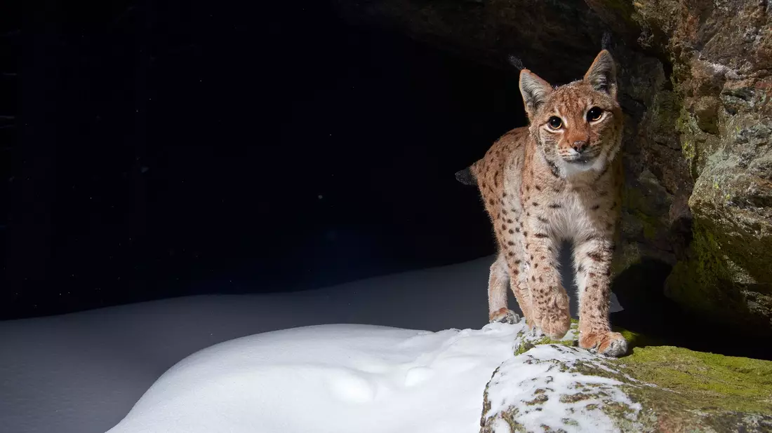 Der Eurasische Luchs erhält durch Auswilderungen in Baden-Württemberg und durch ein 2024 neu gestartetes Projekt in Thüringen neuen Zuwachs. (Handout) - Bild: Julius Kramer/WWF/dpa