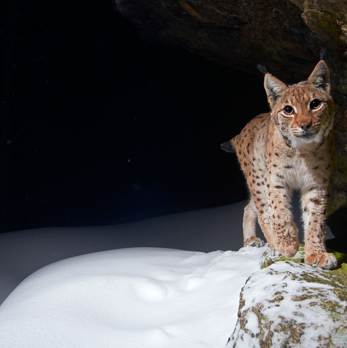 Der Eurasische Luchs erhält durch Auswilderungen in Baden-Württemberg und durch ein 2024 neu gestartetes Projekt in Thüringen neuen Zuwachs. (Handout) - Foto: Julius Kramer/WWF/dpa