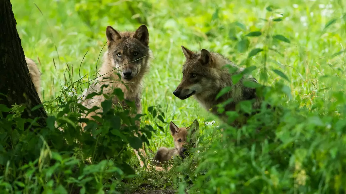 Der Europarat hat im Dezember den Schutzstatus des Wolfs in Europa herabgestuft. (Handout) - Bild: Ralph Frank/WWF/dpa