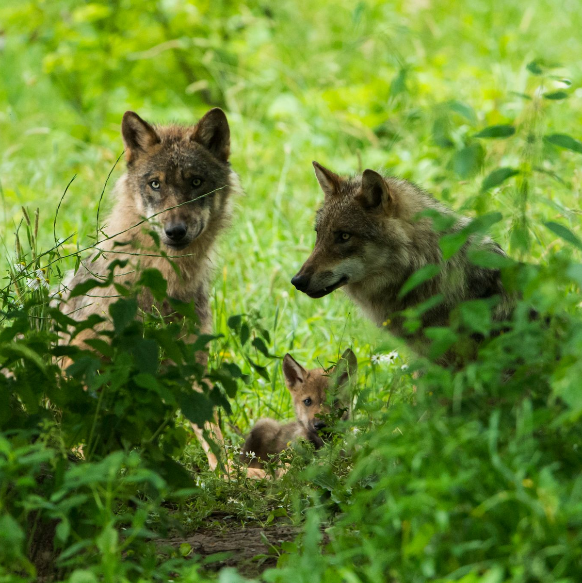 Der Europarat hat im Dezember den Schutzstatus des Wolfs in Europa herabgestuft. (Handout) - Foto: Ralph Frank/WWF/dpa