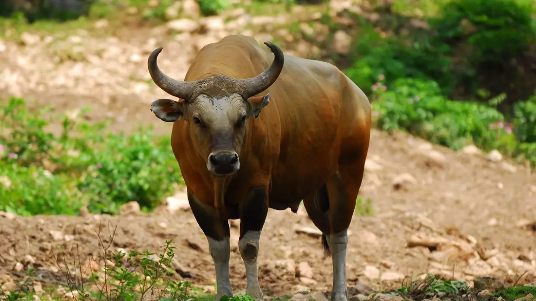 Der weltweite Bestand des Banteng schrumpfte in den vergangenen 20 Jahren um mehr als 80 Prozent. (Handout) - Bild: Anton Vorauer/WWF/dpa