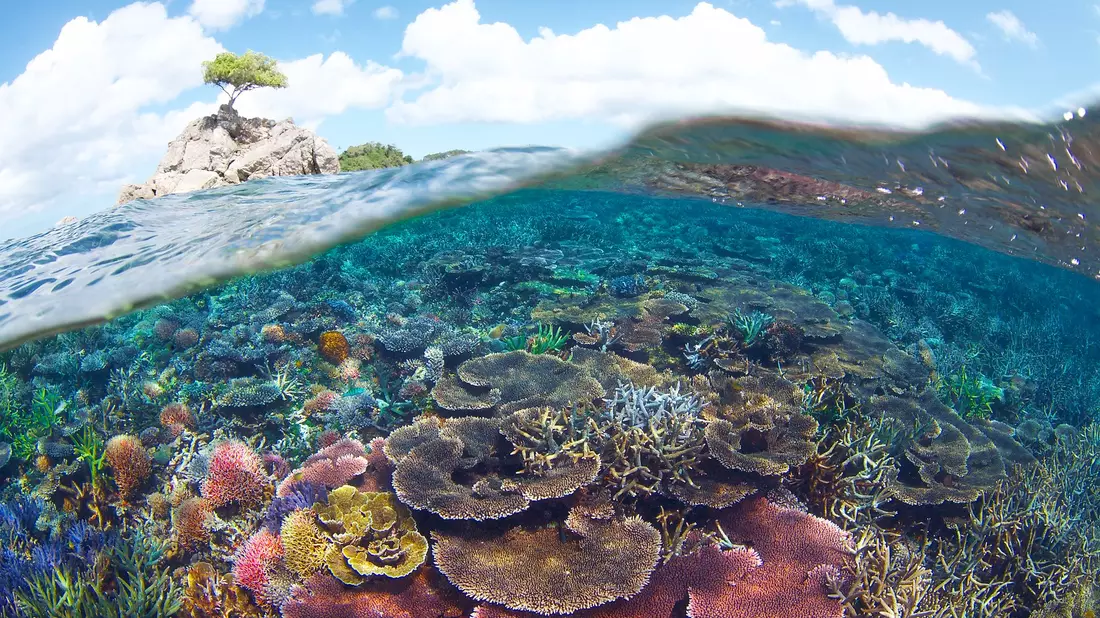 . Die Klimakrise führt zu Rekordtemperaturen im Wasser, durch die in den tropischen Meeren der ganzen Welt die Korallenriffe bleichen. (Handout) - Bild: Eric Madeja/WWF/dpa