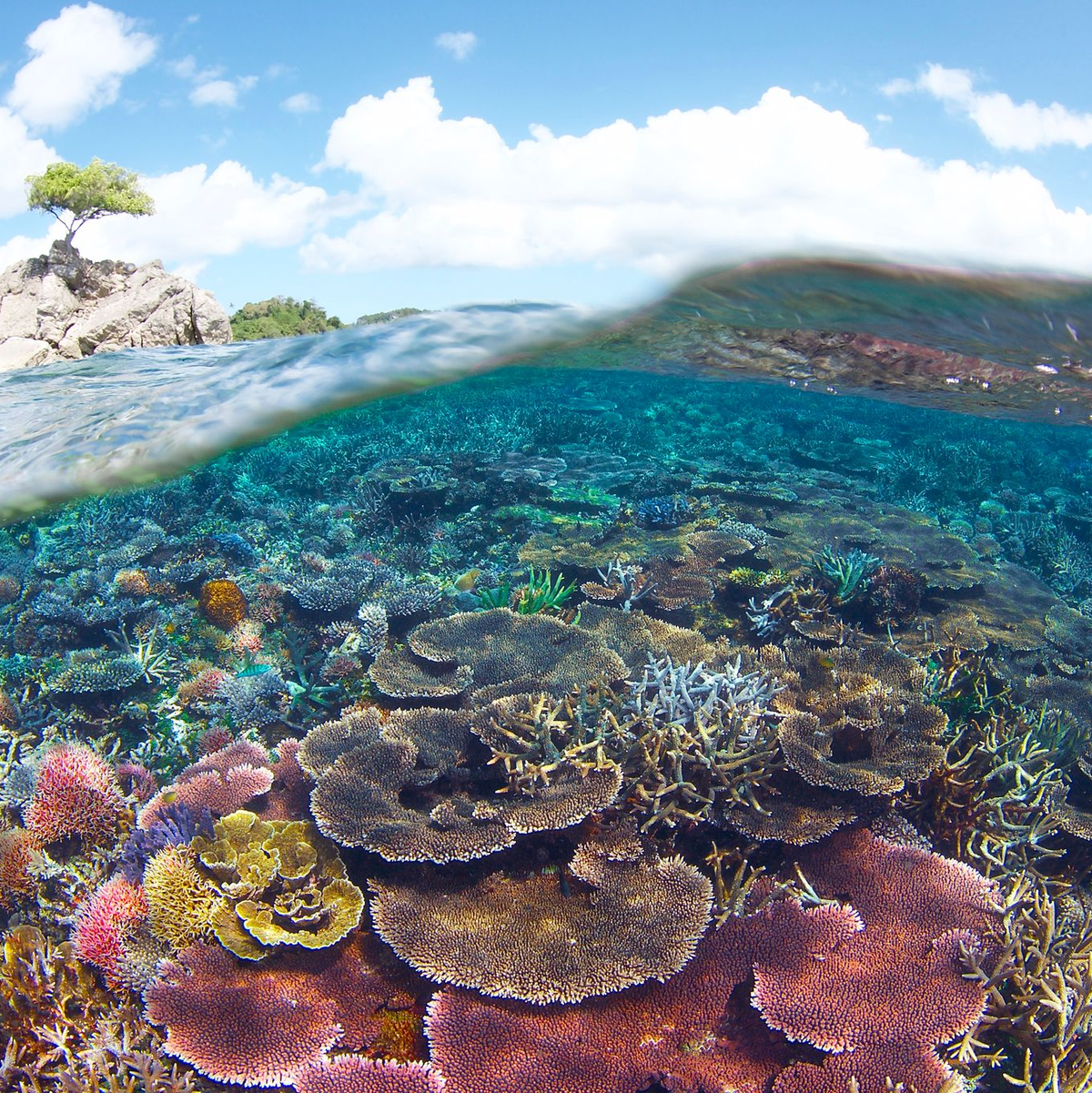 . Die Klimakrise führt zu Rekordtemperaturen im Wasser, durch die in den tropischen Meeren der ganzen Welt die Korallenriffe bleichen. (Handout) - Foto: Eric Madeja/WWF/dpa