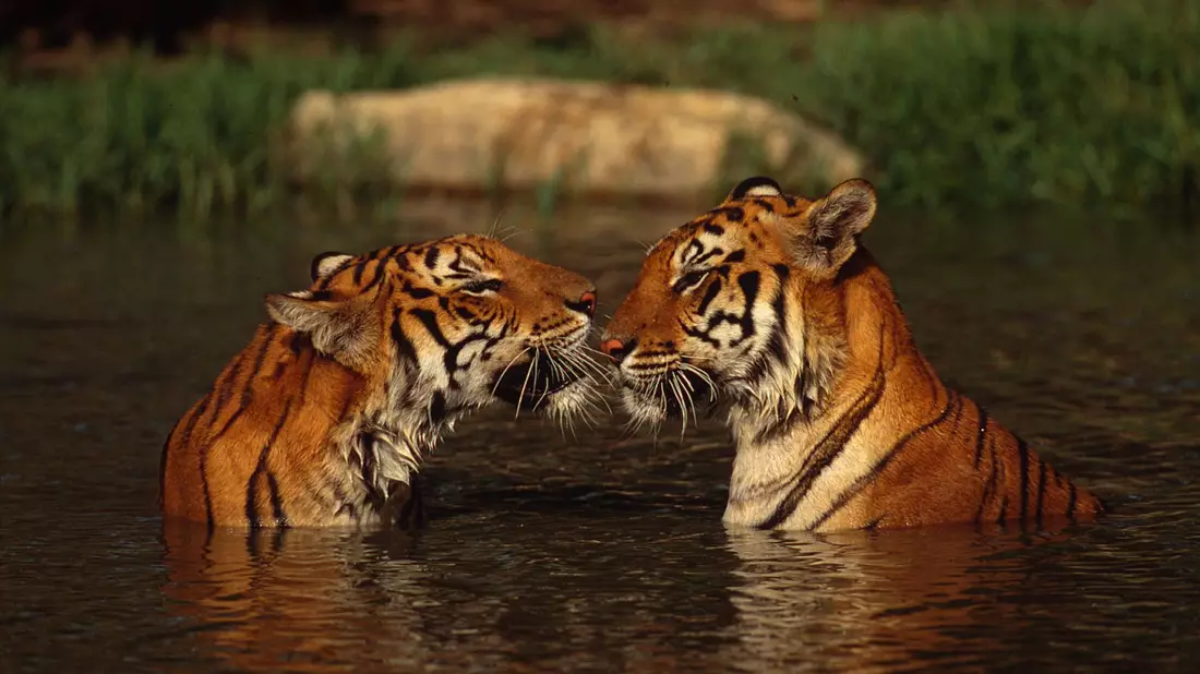 In Thailand zeigt der Bestandstrend klar nach oben: Laut offizieller Zählung verzeichnet das Land einen Anstieg der wildlebenden Tigerpopulation. (Handout) - Bild: Martin Harvey/WWF/dpa