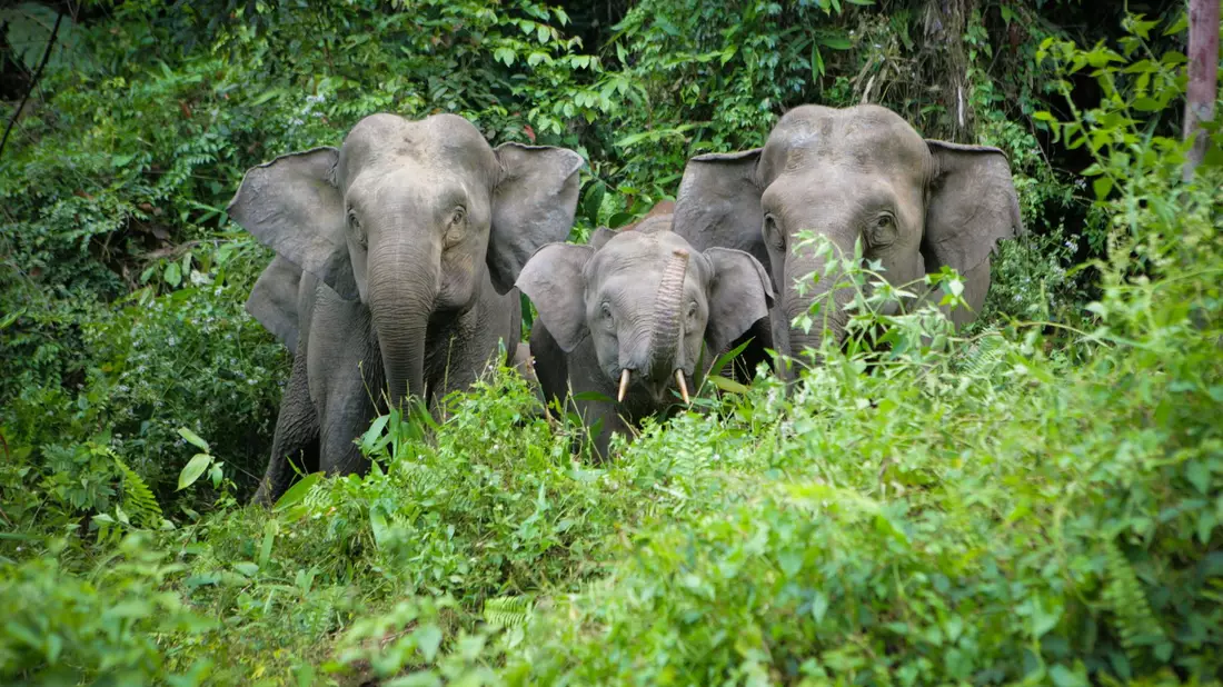 Von der kleinsten Unterart des Asiatischen Elefanten, den Borneo-Elefanten, leben nur noch rund tausend Tiere in freier Wildbahn. (Handout) - Bild: Christy Williams/WWF/dpa