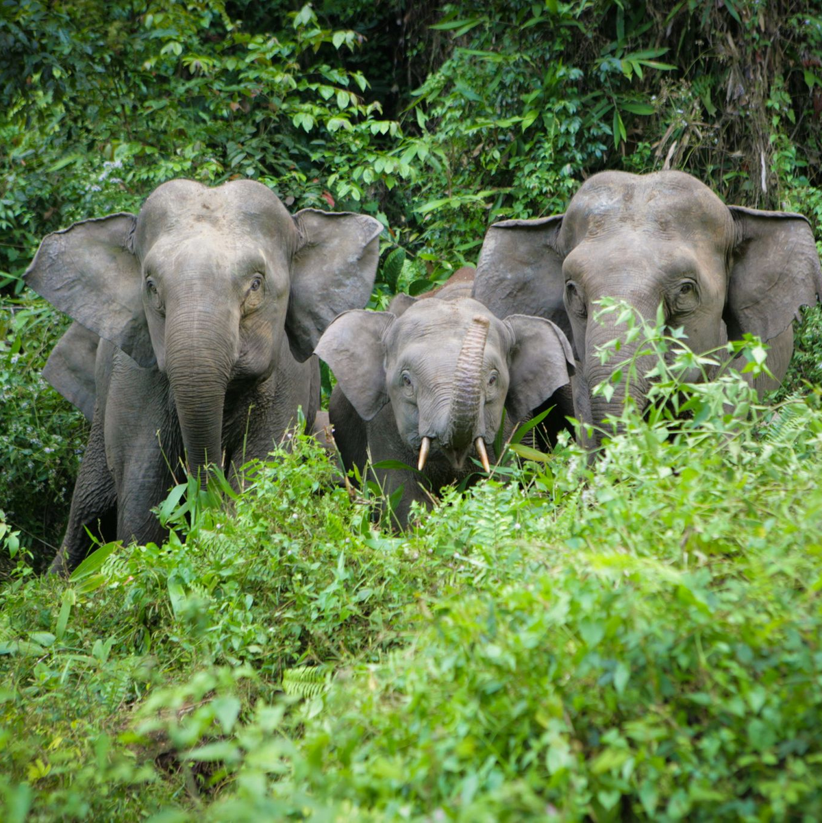 Von der kleinsten Unterart des Asiatischen Elefanten, den Borneo-Elefanten, leben nur noch rund tausend Tiere in freier Wildbahn. (Handout) - Foto: Christy Williams/WWF/dpa