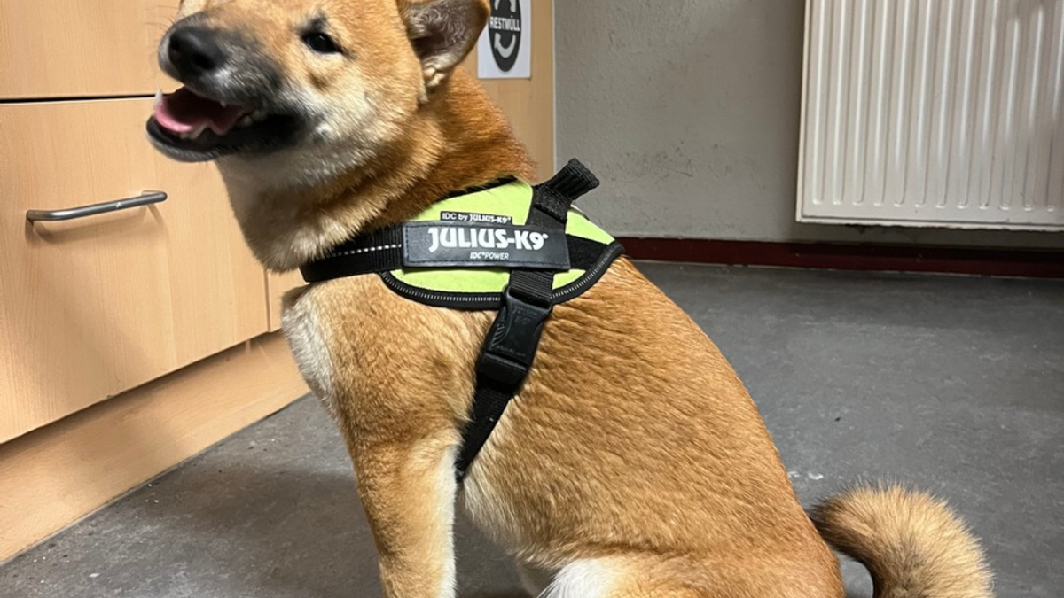 POL-MS: Hund am Kanal ausgesetzt - Wer kennt den Vierbeiner? - Foto: presseportal.de