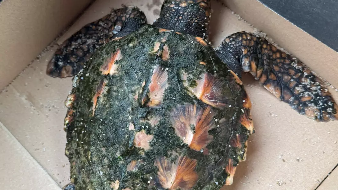 POL-FL: Urlauber finden Heiligabend Unechte Karettschildkröte am Strand - Bild: presseportal.de