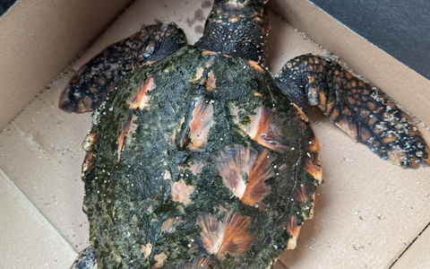 POL-FL: Urlauber finden Heiligabend Unechte Karettschildkröte am Strand - Foto: presseportal.de