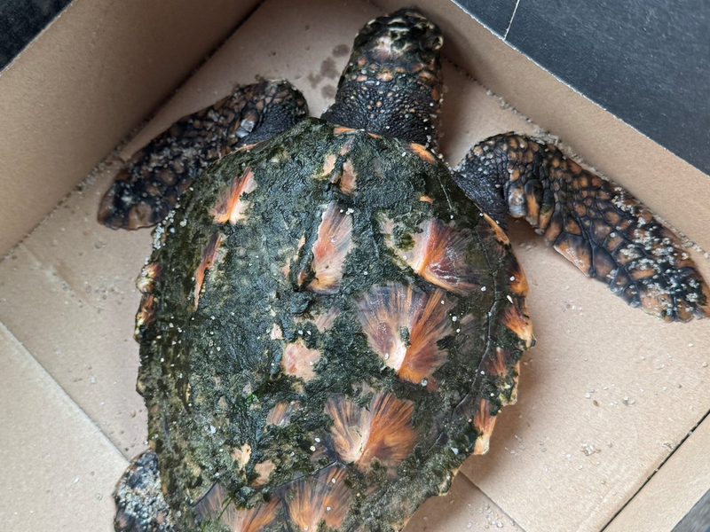 POL-FL: Urlauber finden Heiligabend Unechte Karettschildkröte am Strand - Foto: presseportal.de