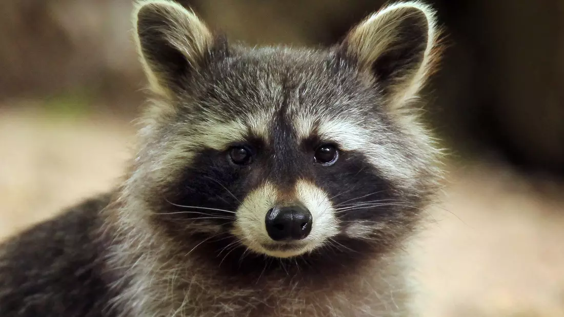 Im Landkreis Altenkirchen hat ein Waschbär so viel Chaos in einem Haus angerichtet, dass die Polizei anrückte. (Symbolbild) - Bild: Fredrik von Erichsen/dpa