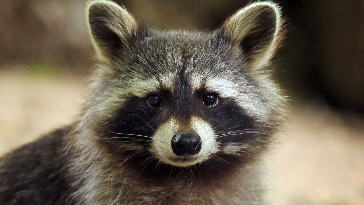 Im Landkreis Altenkirchen hat ein Waschbär so viel Chaos in einem Haus angerichtet, dass die Polizei anrückte. (Symbolbild) - Foto: Fredrik von Erichsen/dpa