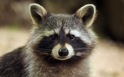 Im Landkreis Altenkirchen hat ein Waschbär so viel Chaos in einem Haus angerichtet, dass die Polizei anrückte. (Symbolbild) - Foto: Fredrik von Erichsen/dpa