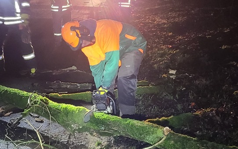 FW-Schermbeck: Baum in Telefonleitung - Foto: presseportal.de