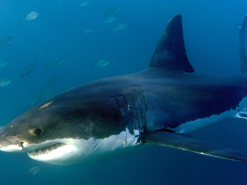 Haiangriffe auf Menschen sind selten. (Archivbild) - Foto: Helmut Fohringer/EPA/dpa