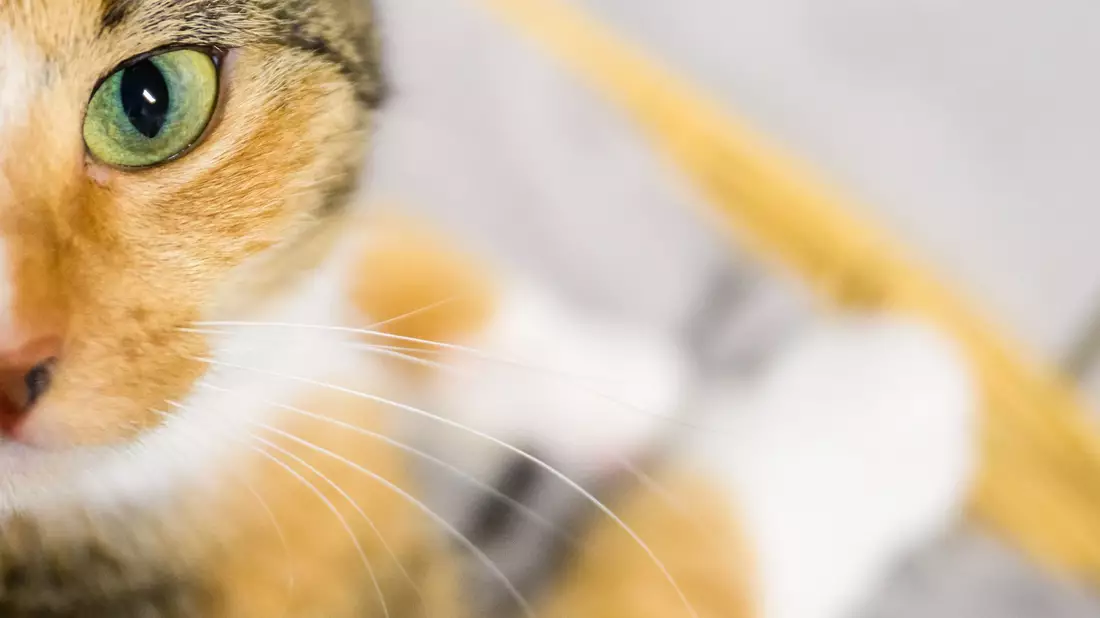 Fake-Rettungen von Tieren im Video sind gefragt auf Social Media - dafür werden viele Tiere gequält. (Symbolbild) - Bild: Julian Stratenschulte/dpa