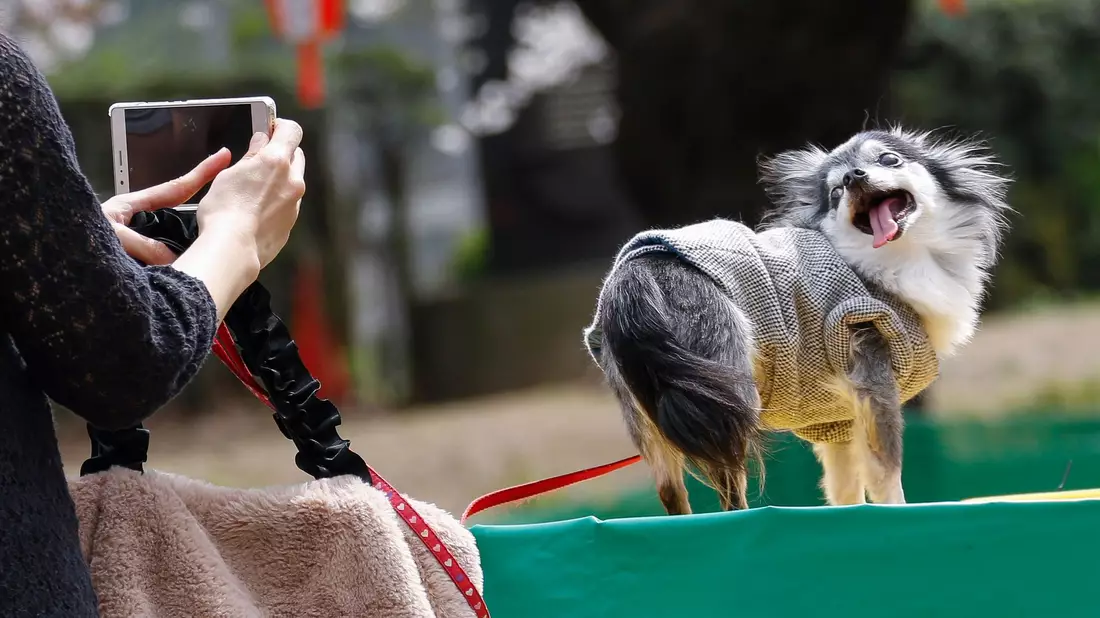 Tiervideos berühren das Herz - das kann missbraucht werden. (Symbolbild) - Bild: Rodrigo Reyes Marin/ZUMA Wire/dpa
