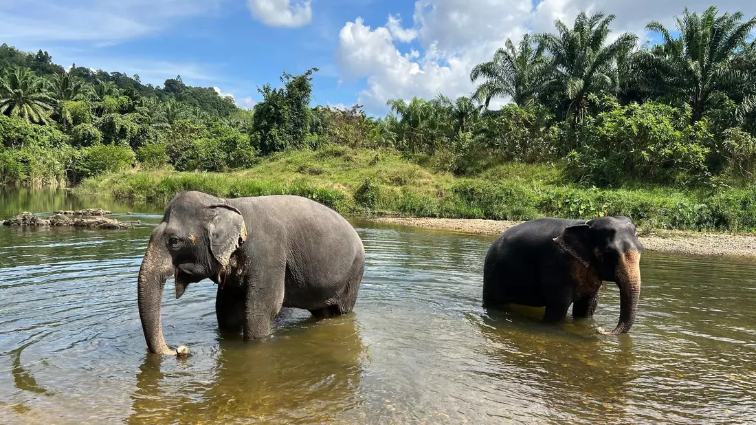 In Thailand leben derzeit mindestens 4000 wilde Elefanten. (Archivbild) - Bild: Carola Frentzen/dpa/dpa-tmn