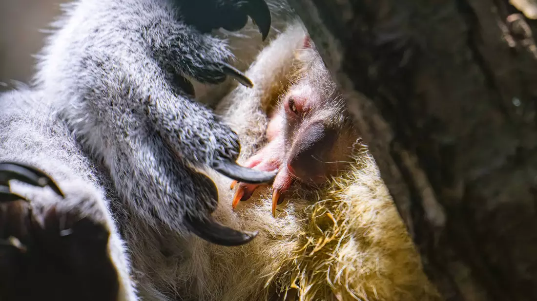 Koala-Nachwuchs in Duisburg: Das Jungtier schaut vorsichtig aus dem Beutel. - Bild: Mathias Appel/Zoo Duisburg /dpa