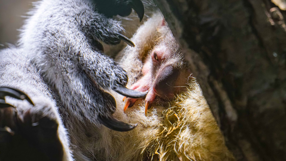 Koala-Nachwuchs in Duisburg: Das Jungtier schaut vorsichtig aus dem Beutel. - Foto: Mathias Appel/Zoo Duisburg /dpa