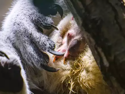 Koala-Nachwuchs in Duisburg: Das Jungtier schaut vorsichtig aus dem Beutel. - Foto: Mathias Appel/Zoo Duisburg /dpa