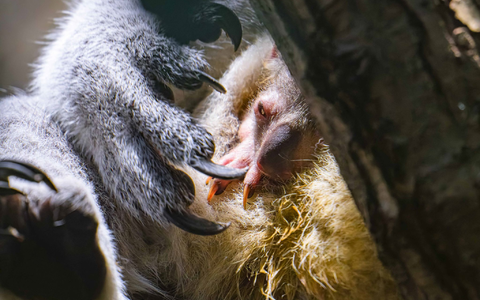 Koala-Nachwuchs in Duisburg: Das Jungtier schaut vorsichtig aus dem Beutel. - Foto: Mathias Appel/Zoo Duisburg /dpa