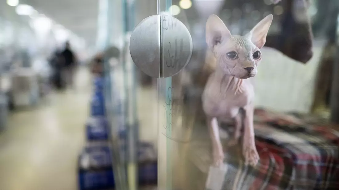 Rettung für ausgesetzte Katzen: die Fundtier-Annahme im Tierheim Berlin. (Archivbild) - Bild: Sebastian Christoph Gollnow/dpa