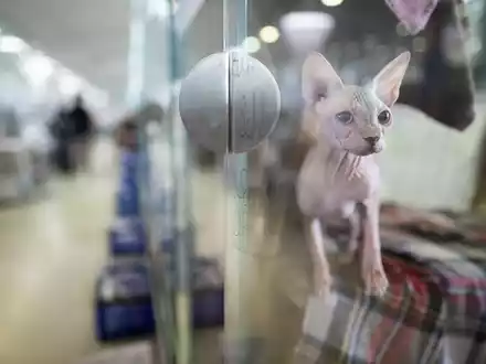 Rettung für ausgesetzte Katzen: die Fundtier-Annahme im Tierheim Berlin. (Archivbild) - Foto: Sebastian Christoph Gollnow/dpa